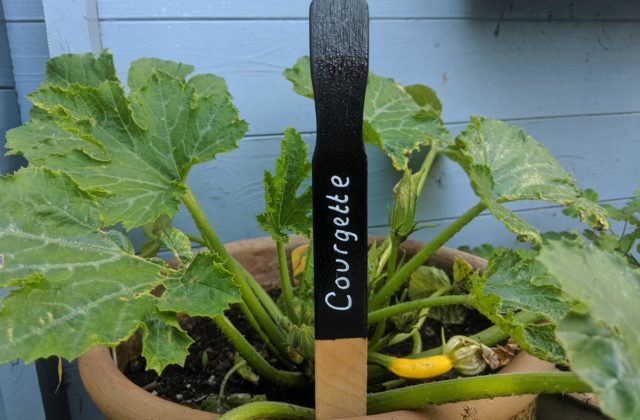 diy blackboard vegetable markers