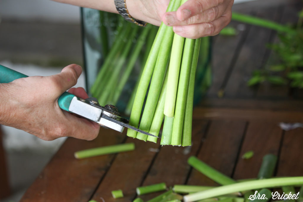 cutting the stems of agapanthus