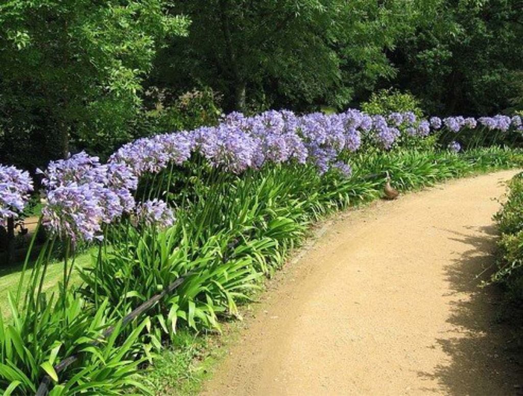 agapanthus in bloom